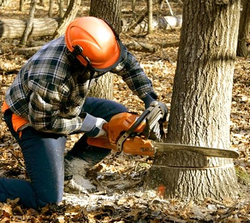 Tree Removal in Toronto, KS